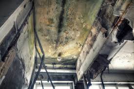 Reliable Crewe, VA Mold Removal Solutions